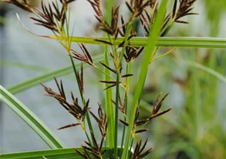 Cyperus longus ssp.longus - Langes Zypergras