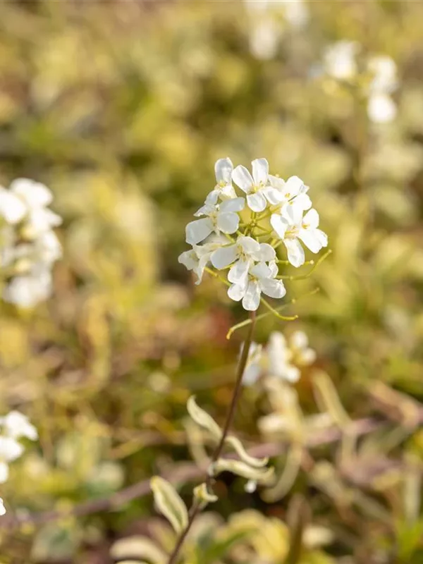 Arabis ferdinandicoburgii 'Old Gold', Kleine GartenGänsekresse