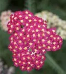 Garten-Schaf-Garbe - Achillea millefolium 'Paprika'