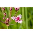 Schwanenblume - Butomus umbellatus
