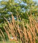 Garten-Reitgras - Calamagrostis x acutiflora 'Karl Foerster'