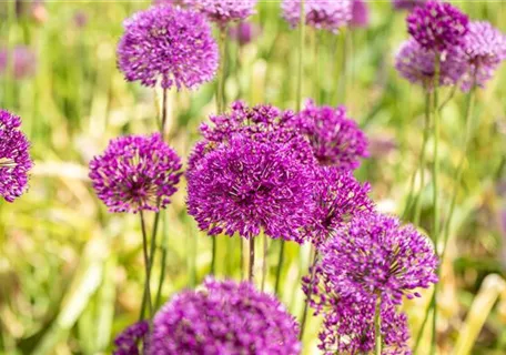 Allium aflatunense 'Purple Sensation' - Garten-Kugel-Lauch