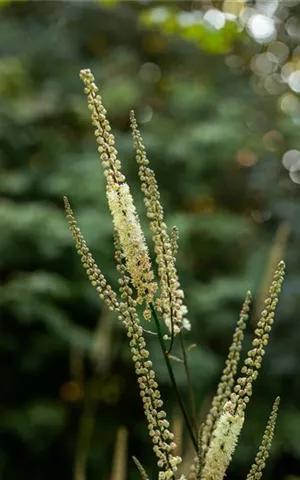 Cimicifuga racemosa var.cordifolia