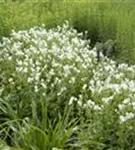 Brauner Garten-Storchschnabel - Geranium phaeum 'Album'