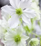 Waldrebe 'Early Sensation' - Clematis 'Early Sensation'