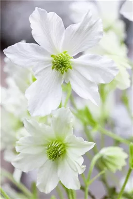 Waldrebe 'Early Sensation' - Clematis 'Early Sensation'