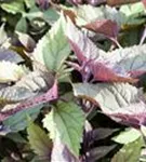 Braunblättriger Garten-Wasserdost - Eupatorium rugosum 'Chocolate'