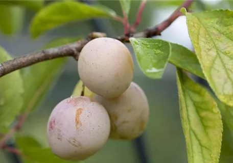 Prunus syr.'Von Nancy' CAC - Mirabelle 'Von Nancy'