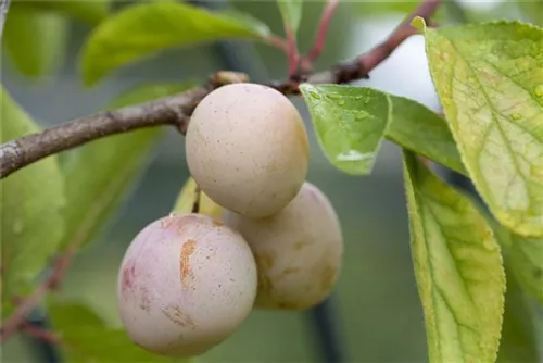 Mirabelle 'Von Nancy' - Prunus syr.'Von Nancy' CAC