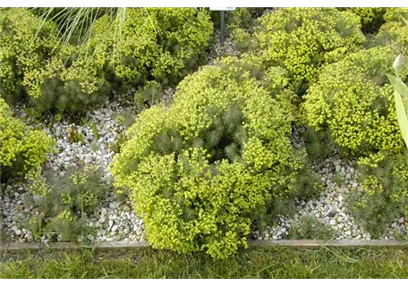 Euphorbia cyparissias 'Fens Ruby' - Garten-Zypressen-Wolfsmilch