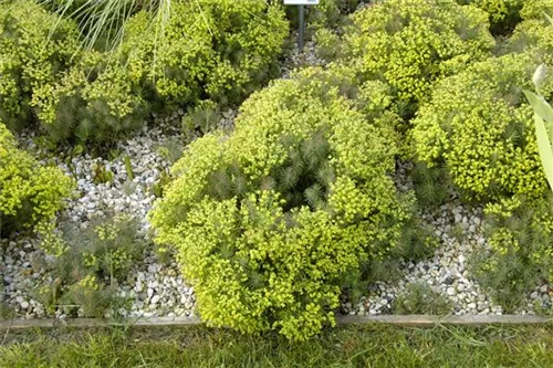 Garten-Zypressen-Wolfsmilch - Euphorbia cyparissias 'Fens Ruby'