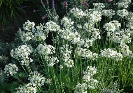 Allium tuberosum - Schnitt-Knoblauch