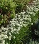 Schnitt-Knoblauch - Allium tuberosum