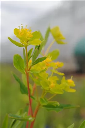 Sumpf-Wolfsmilch - Euphorbia palustris