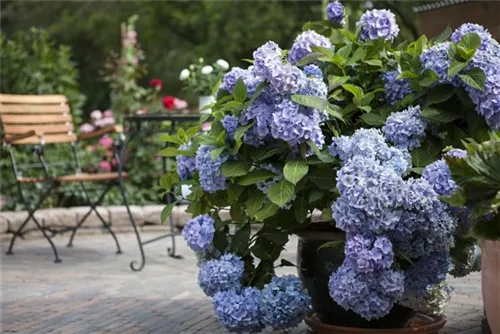 Gartenhortensie 'Endless Summer' - Hydrangea macr.'Endless Summer' blau