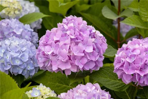 Gartenhortensie 'Endless Summer' - Hydrangea macr.'Endless Summer' blau