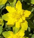Gold-Wolfsmilch - Euphorbia polychroma