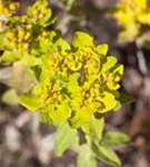 Gold-Wolfsmilch - Euphorbia polychroma
