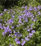 Garten-Storchschnabel - Geranium gracile 'Sirak'
