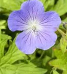 Johnson's Garten-Storchschnabel - Geranium himalajense 'Johnson's Blue'