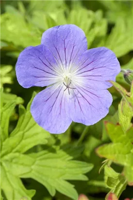 Johnson's Garten-Storchschnabel - Geranium himalajense 'Johnson's Blue'