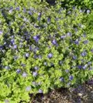 Garten-Storchschnabel - Geranium himalayense 'Gravetye'