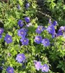 Garten-Storchschnabel - Geranium himalayense 'Gravetye'
