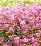 Garten-Storchschnabel - Geranium macrorrhizum 'Bevan´s Variety