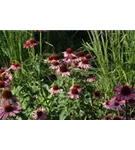 Garten-Scheinsonnenhut - Echinacea purpurea 'Magnus'