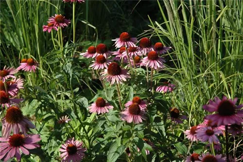 Garten-Scheinsonnenhut - Echinacea purpurea 'Magnus'