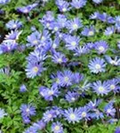 Garten-Strahlen-Windröschen - Anemone blanda 'Blue Shades'