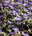Garten-Strahlen-Windröschen - Anemone blanda 'Blue Shades'