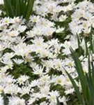 Garten-Strahlen-Windröschen - Anemone blanda 'White Splendour'