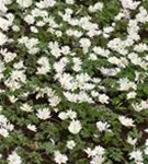 Garten-Strahlen-Windröschen - Anemone blanda 'White Splendour'