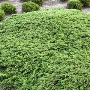 Juniperus com.&#39;Green Carpet&#39;
