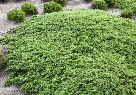 Juniperus com.'Green Carpet' - Kriechwacholder 'Green Carpet'