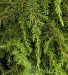 Kriechwacholder 'Green Carpet' - Juniperus com.'Green Carpet'