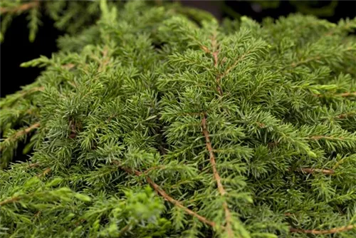 Kriechwacholder 'Green Carpet' - Juniperus com.'Green Carpet'