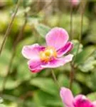 Garten-Herbst-Anemone - Anemone hupehensis 'Praecox'