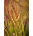 Garten-Blutgras - Imperata cylindrica var.koenig.'Red Baron'