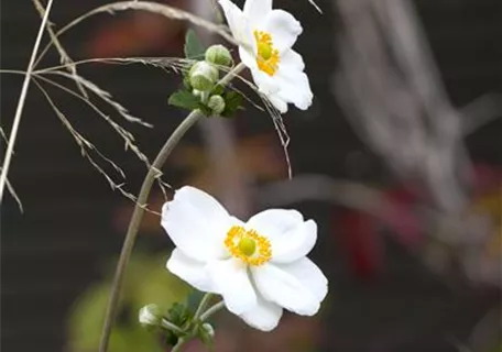Anemone japonica 'Honorine Jobert' - Garten-Herbst-Anemone