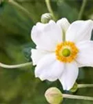 Garten-Herbst-Anemone - Anemone japonica 'Honorine Jobert'