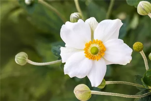 Garten-Herbst-Anemone - Anemone japonica 'Honorine Jobert'