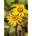 Garten-Strauß-Goldkolben - Ligularia dentata 'Desdemona'