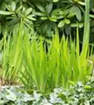 Sumpf-Schwertlilie - Iris pseudacorus