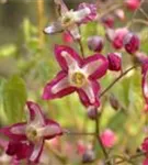 Alpen-Elfenblume - Epimedium alpinum
