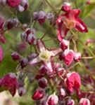 Alpen-Elfenblume - Epimedium alpinum