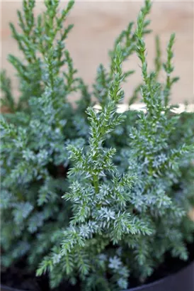 Bodenwacholder 'Loderi' - Juniperus squamata 'Loderi'