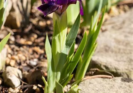 Iris pumila 'Cherry Garden' - Zwergige Garten-Schwertlilie