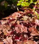 Garten-Silberglöckchen - Heuchera micrantha 'Palace Purple'